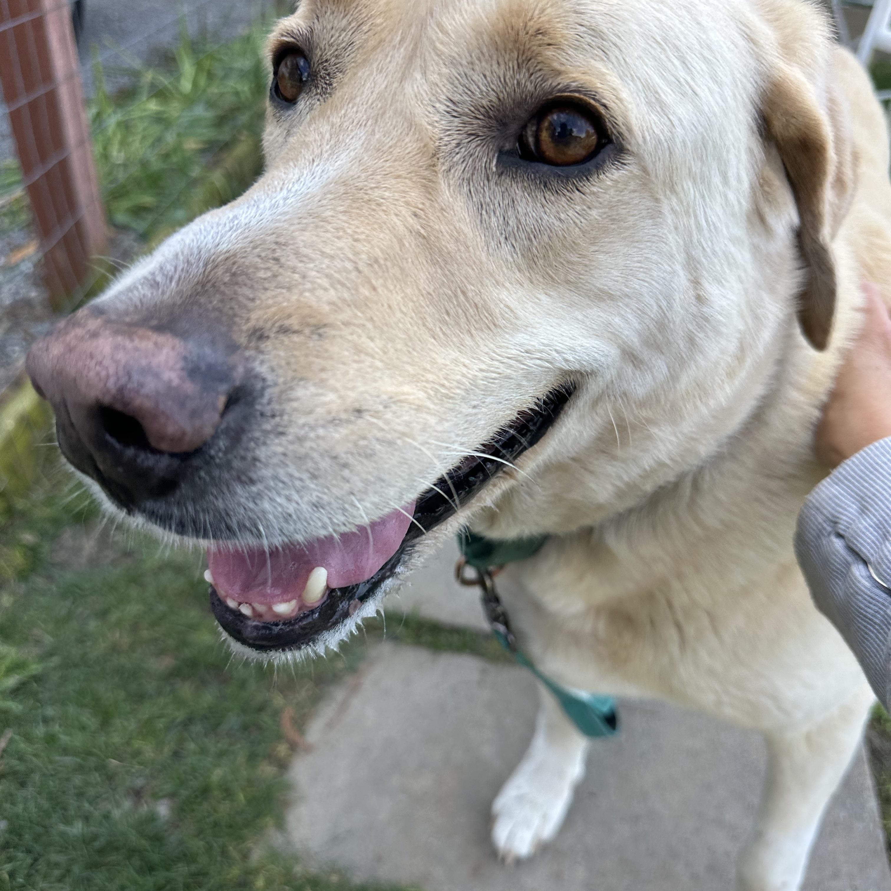 Enlarge Maggie, a ADOPTABLE mixed breed in Petaluma, CA image 5/5