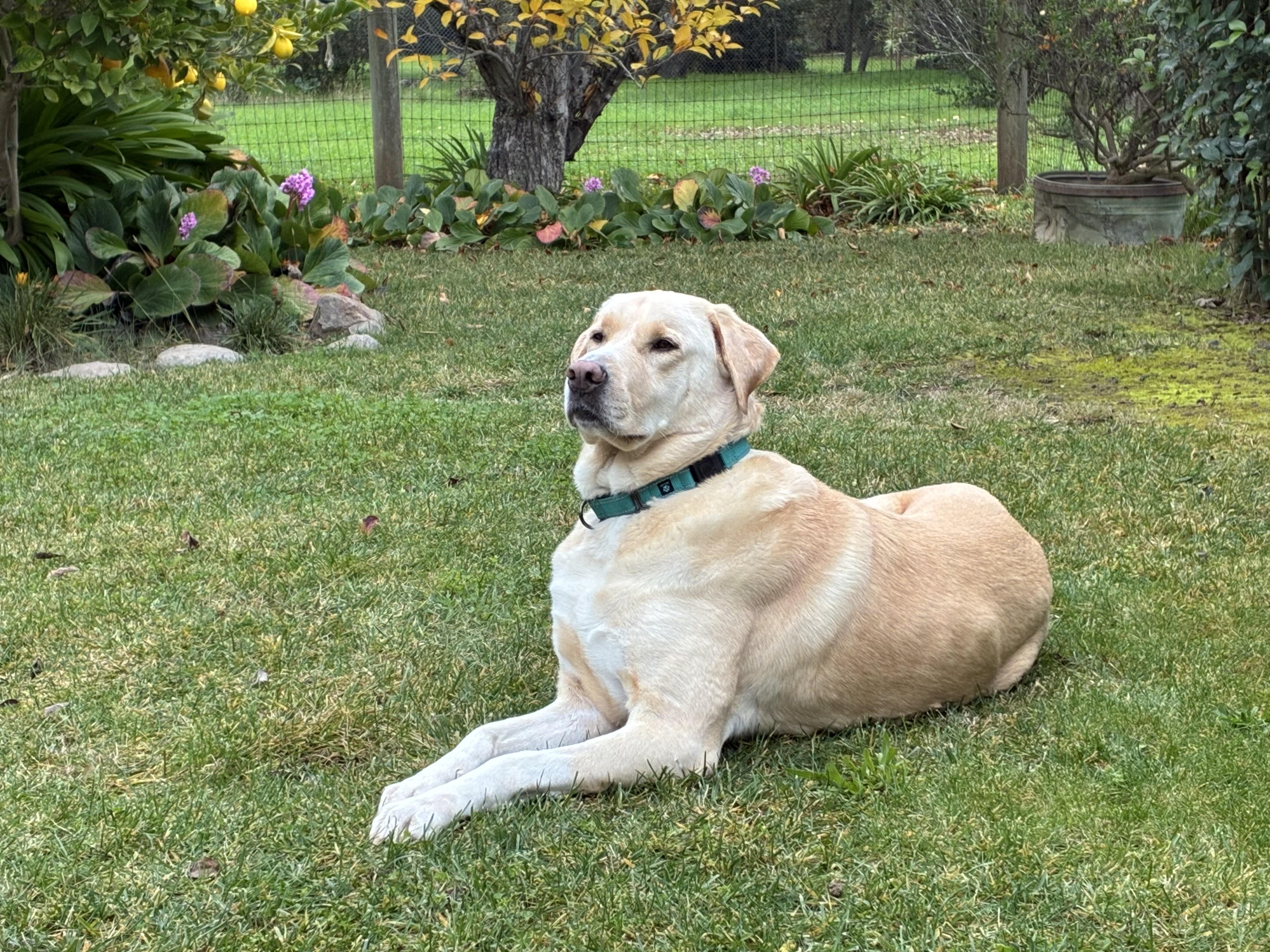 Enlarge Maggie, a ADOPTABLE mixed breed in Petaluma, CA image 4/5
