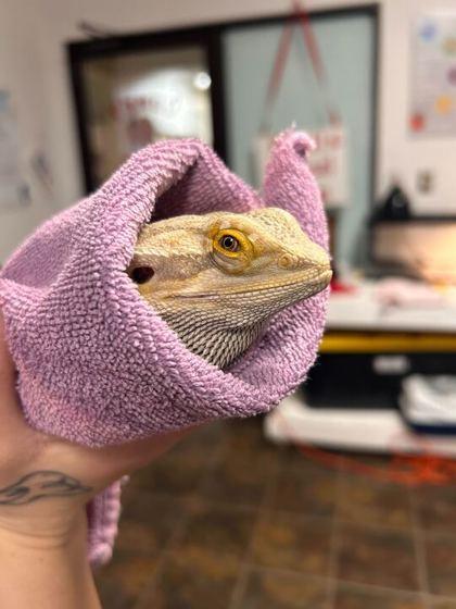 Enlarge Smog, a ADOPTABLE Bearded Dragon in Elyria, OH image 2/2