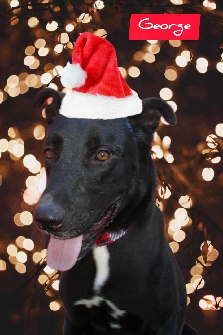 Enlarge George, a Adoptable mixed breed in Denison, TX image 2/2