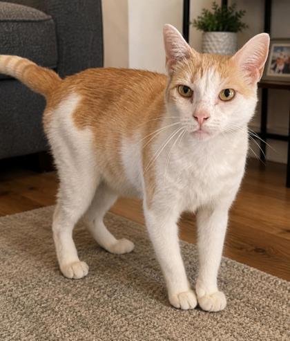 Enlarge Tanna (Adoption Fee Sponsored), a Adoptable mixed breed in Seneca, SC image 1/3