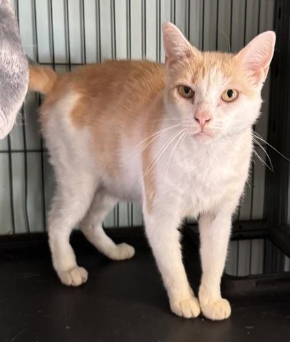 Enlarge Tanna (Adoption Fee Sponsored), a Adoptable mixed breed in Seneca, SC image 2/3