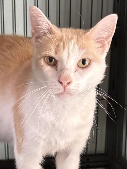 Enlarge Tanna (Adoption Fee Sponsored), a Adoptable mixed breed in Seneca, SC image 3/3