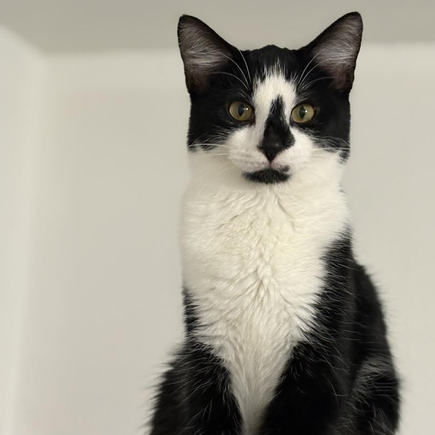 Sophie, Adoptable, Young Female Domestic Short Hair.