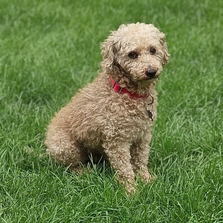 Enlarge Ivar, a ADOPTABLE Poodle in Hartland, WI image 4/6