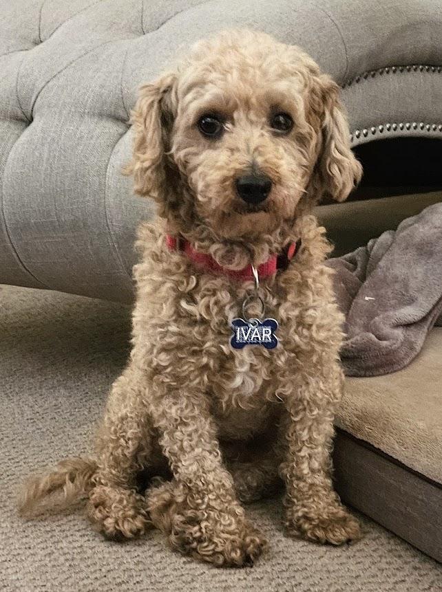 Enlarge Ivar, a ADOPTABLE Poodle in Hartland, WI image 3/6