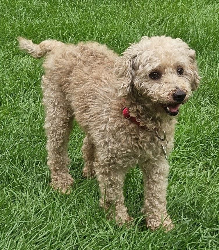 Enlarge Ivar, a ADOPTABLE Poodle in Hartland, WI image 5/6