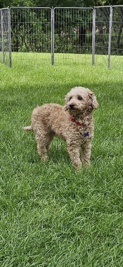 Enlarge Ivar, a ADOPTABLE Poodle in Hartland, WI image 6/6