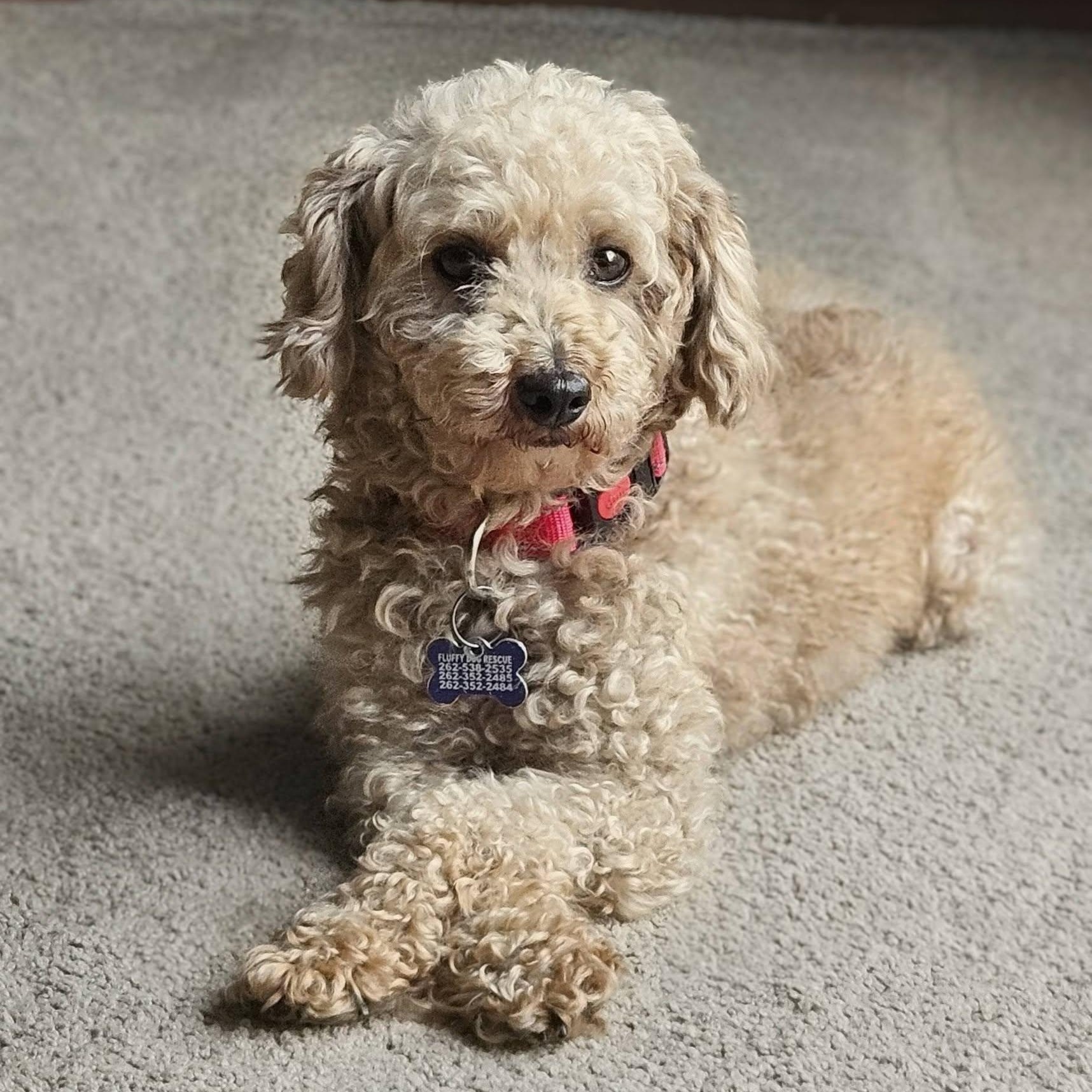 Enlarge Ivar, a ADOPTABLE Poodle in Hartland, WI image 1/6