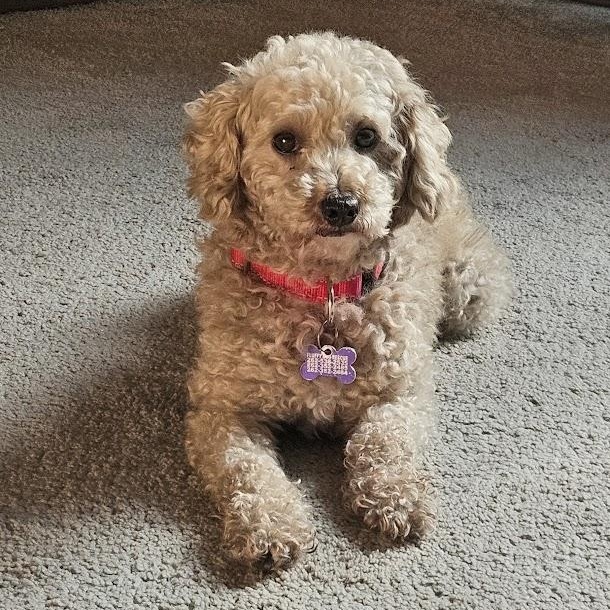 Enlarge Ivar, a ADOPTABLE Poodle in Hartland, WI image 2/6