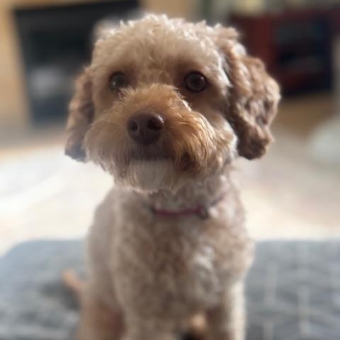 Enlarge Bethel, a Adoptable Poodle in Hartland, WI image 2/6