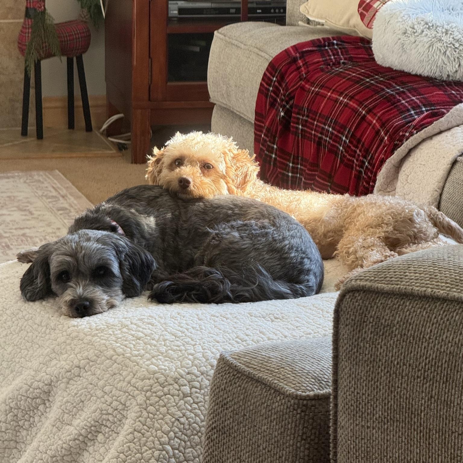 Enlarge Bethel, a Adoptable Poodle in Hartland, WI image 5/6