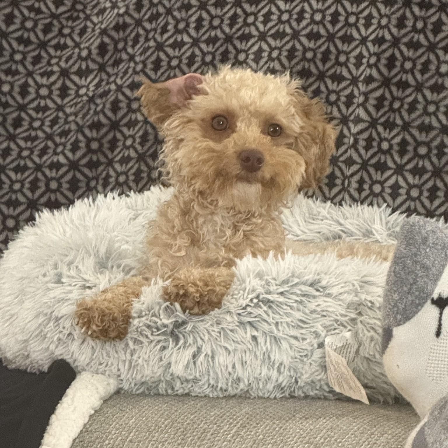 Enlarge Bethel, a Adoptable Poodle in Hartland, WI image 3/6