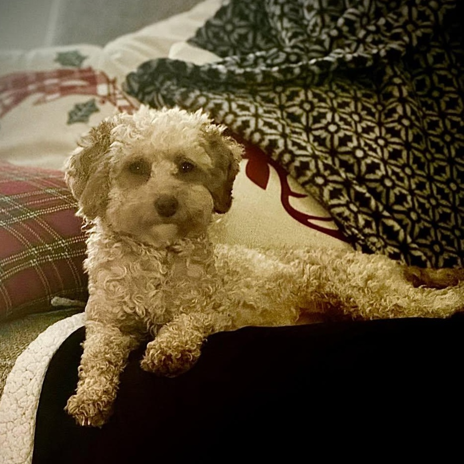 Enlarge Bethel, a Adoptable Poodle in Hartland, WI image 4/6