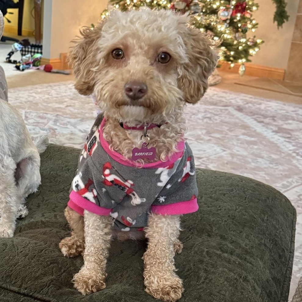 Bethel, Adoptable, Young Female Poodle.