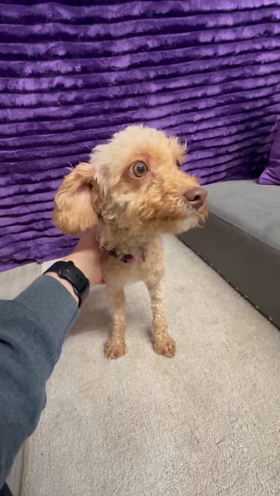Enlarge Bethel, a Adoptable Poodle in Hartland, WI video 6/6