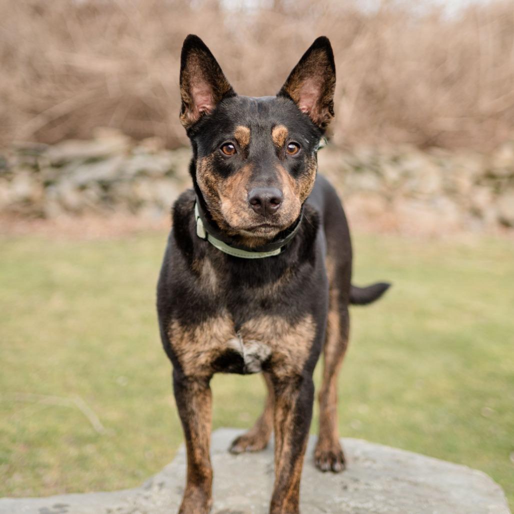 Enlarge Reiki, a Adoptable mixed breed in Middletown, RI image 1/5