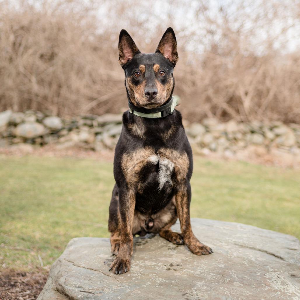 Enlarge Reiki, a Adoptable mixed breed in Middletown, RI image 2/5