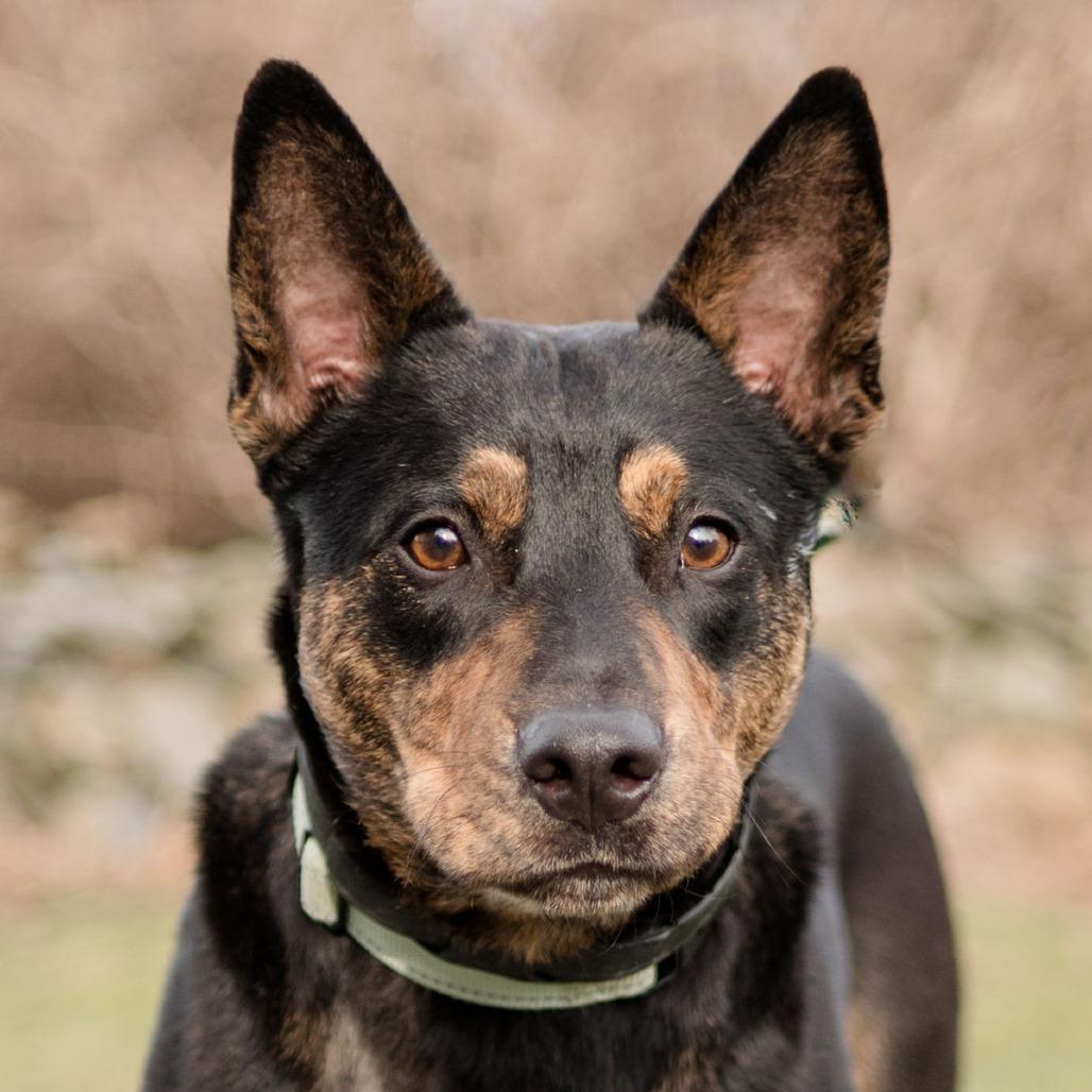 Enlarge Reiki, a Adoptable mixed breed in Middletown, RI image 4/5