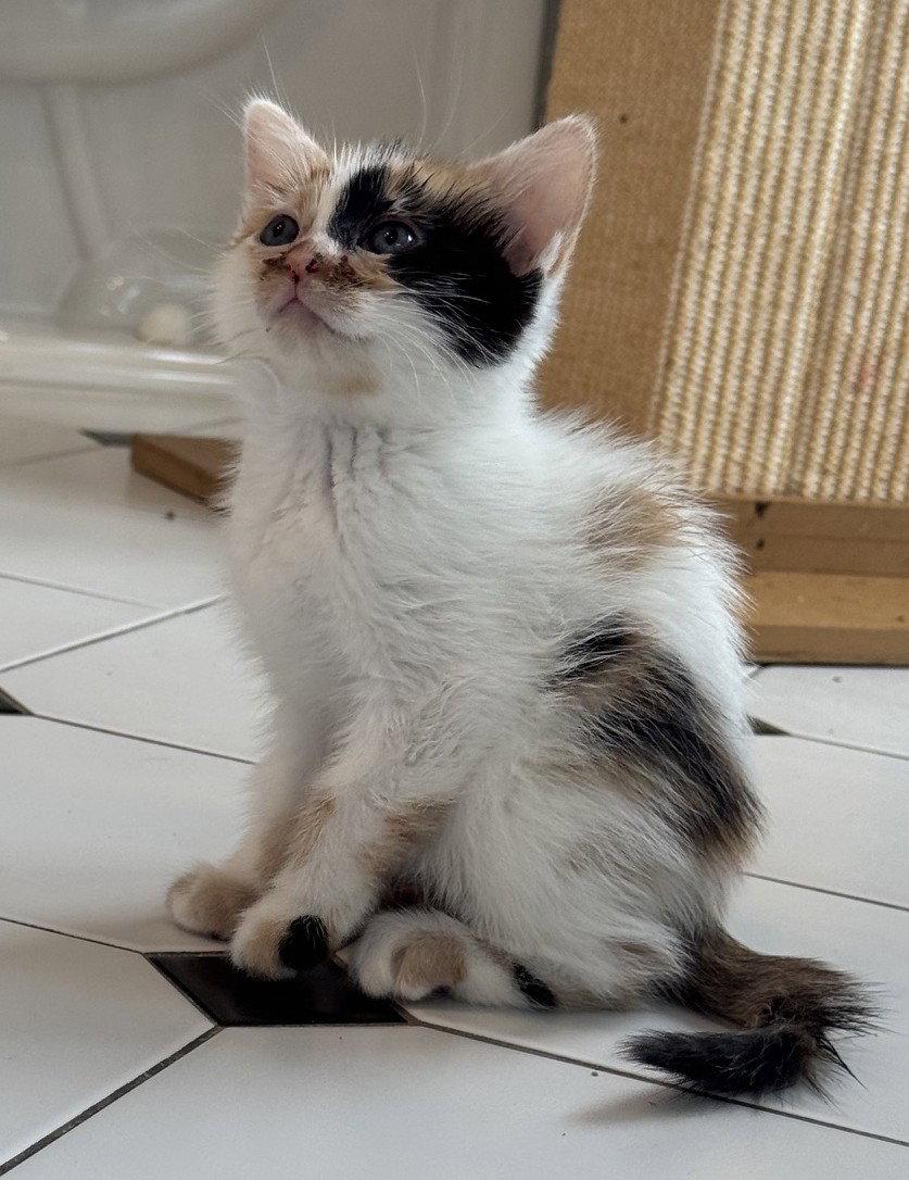 Lily-ADOPTED, Adopted, Kitten Female Domestic Short Hair.