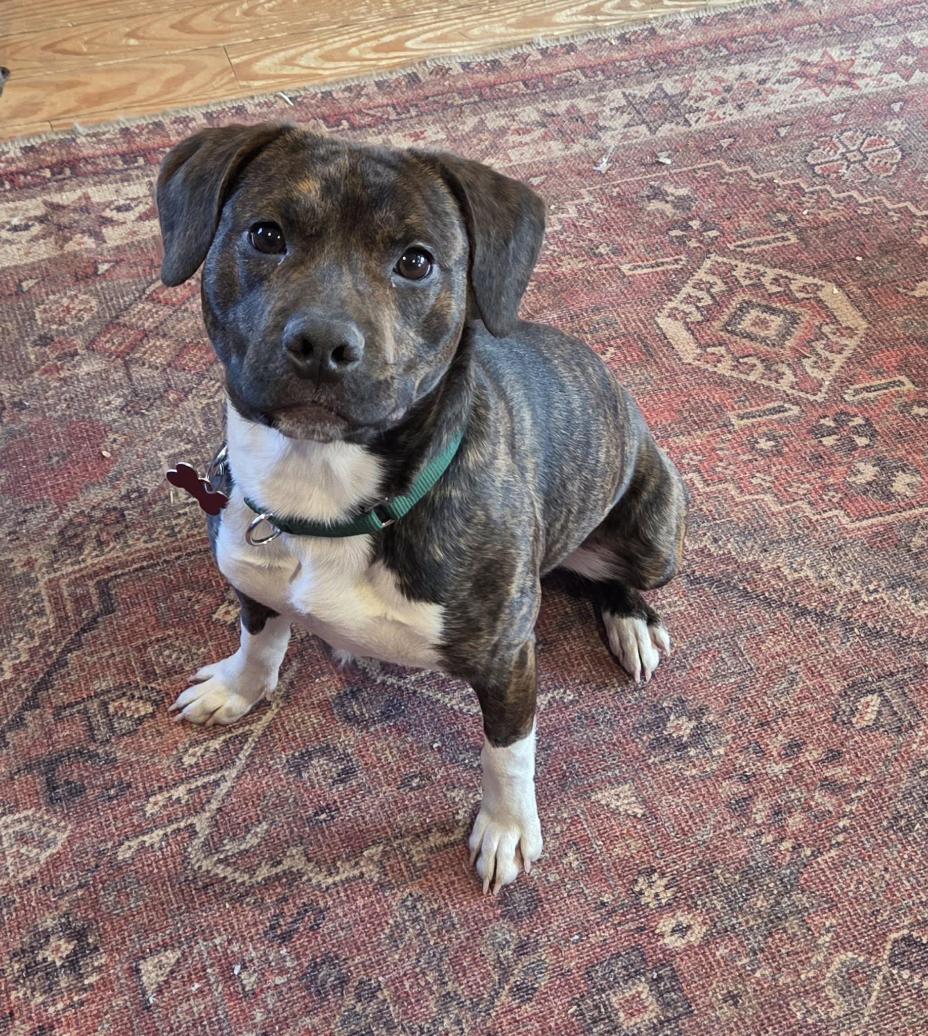 Enlarge Tucker , a ADOPTABLE Mixed Breed in Succasunna, NJ image 5/6