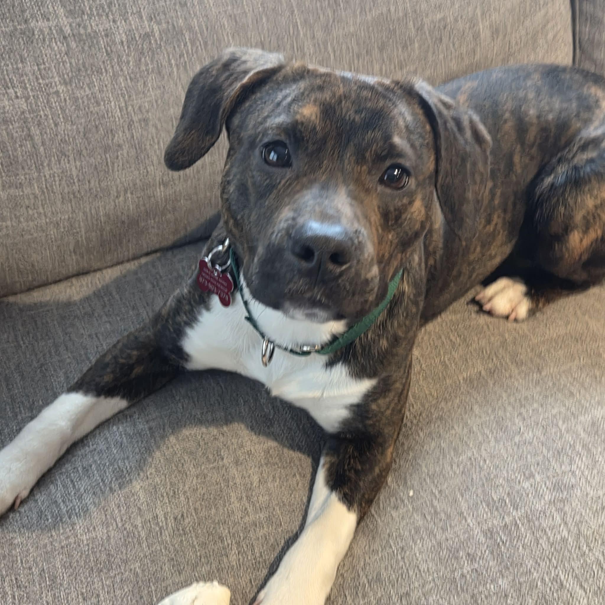 Enlarge Tucker , a ADOPTABLE Mixed Breed in Succasunna, NJ image 4/6