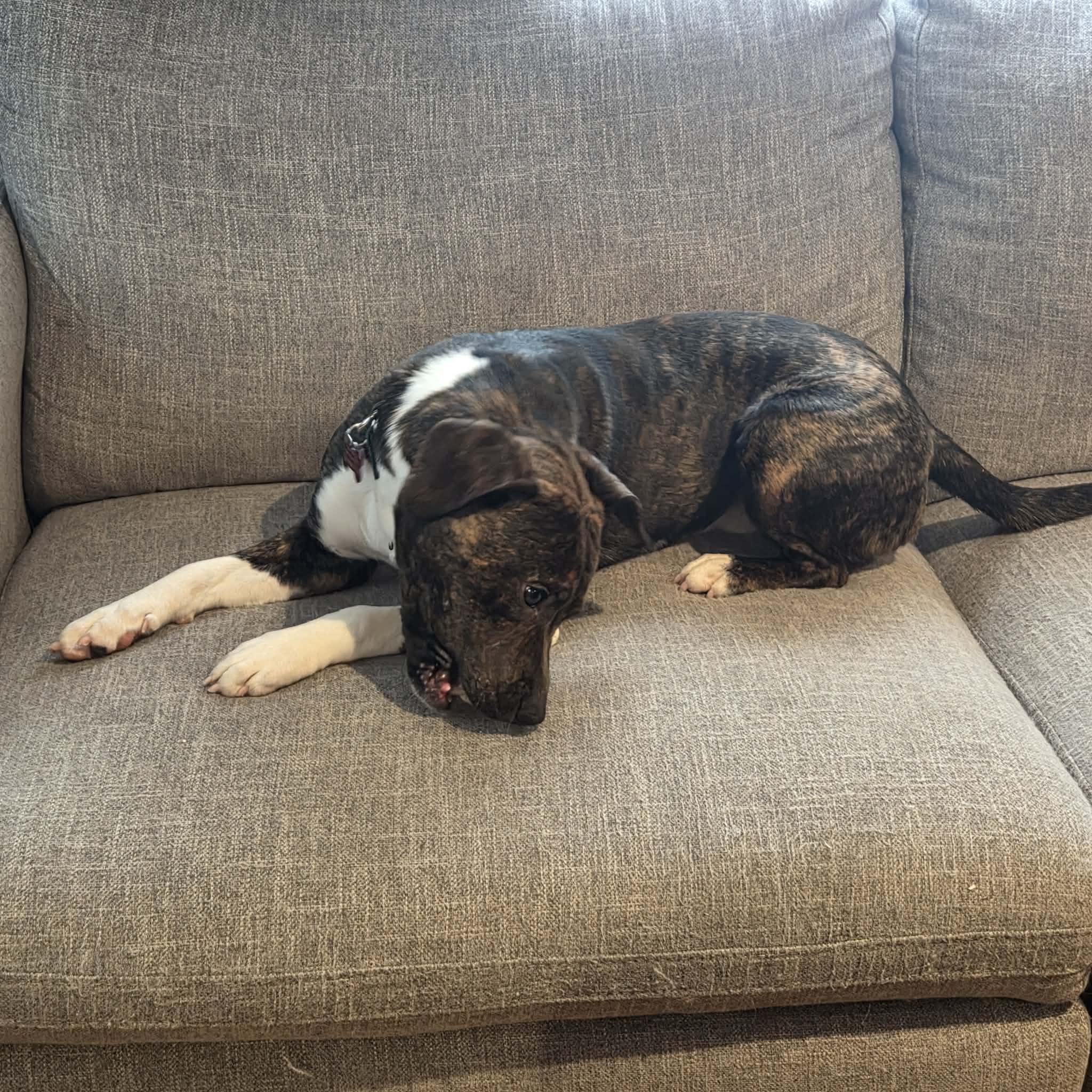 Enlarge Tucker , a ADOPTABLE Mixed Breed in Succasunna, NJ image 3/6