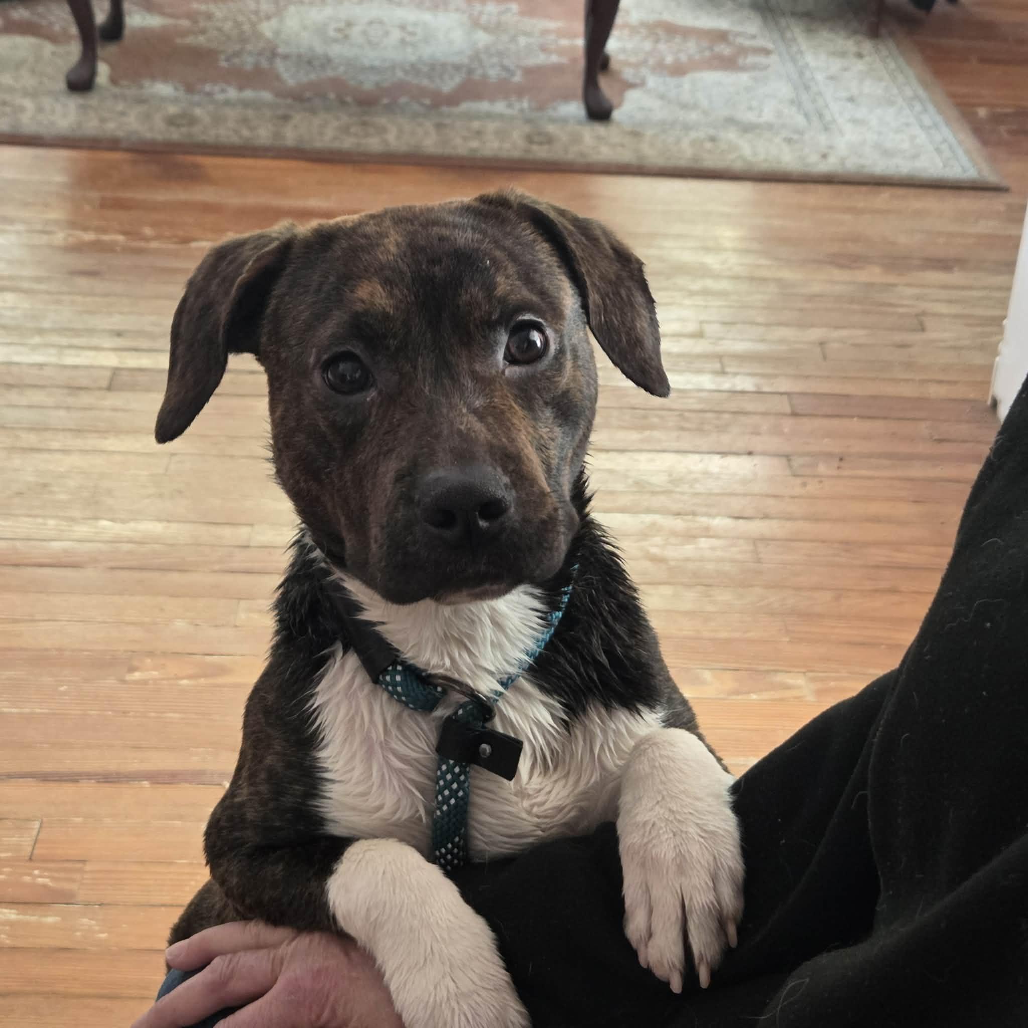 Enlarge Tucker , a ADOPTABLE Mixed Breed in Succasunna, NJ image 1/6