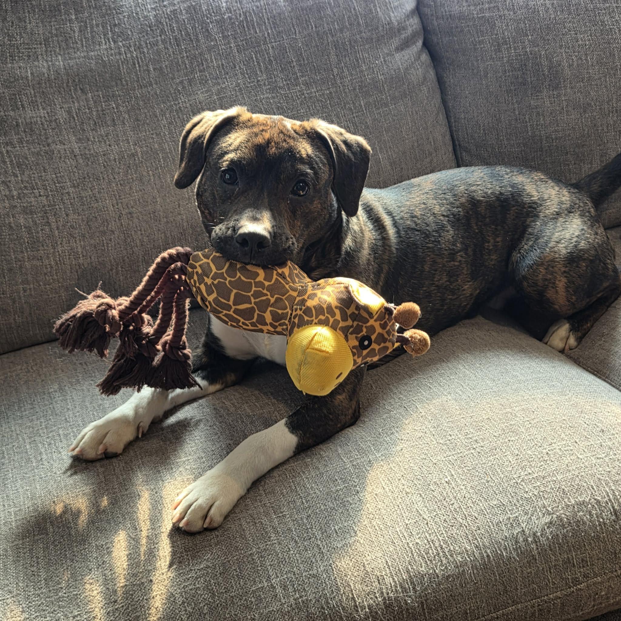 Enlarge Tucker , a ADOPTABLE Mixed Breed in Succasunna, NJ image 6/6