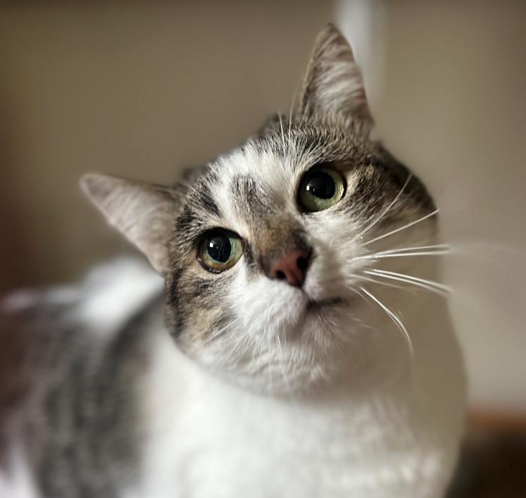 Chloe (Cleo), a Adopted Domestic Short Hair in Manhattan , KS image 1/2