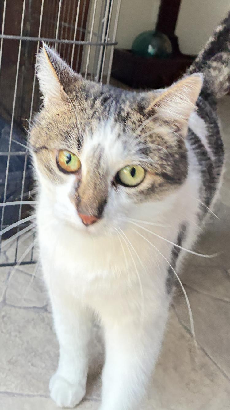 Chloe (Cleo), a Adopted Domestic Short Hair in Manhattan , KS image 2/2