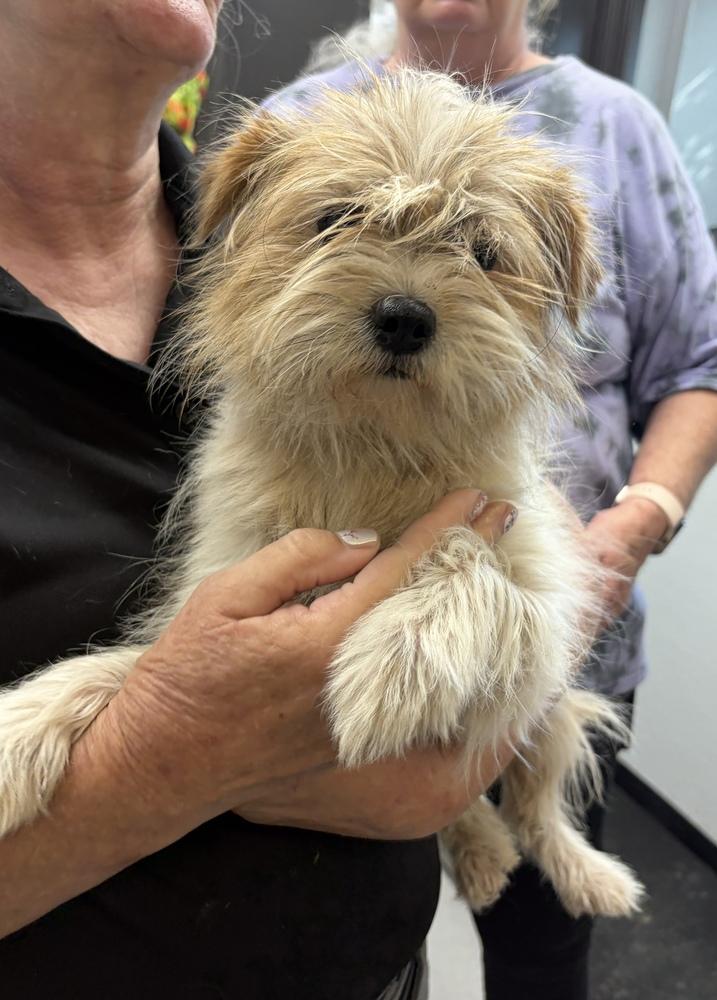 Enlarge Ruby~FTA~Pneumonia, a Adopted mixed breed in Plymouth, MN image 1/1