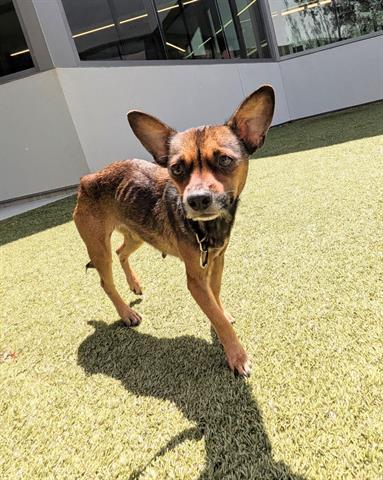 CINNAMON, Adoptable, Young Female Chihuahua.