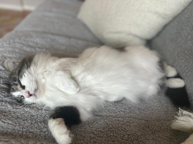 Theo **COURTESY POST**CONTACT OWNER DIRECTLY**, ADOPTABLE, Adult Male Domestic Long Hair.