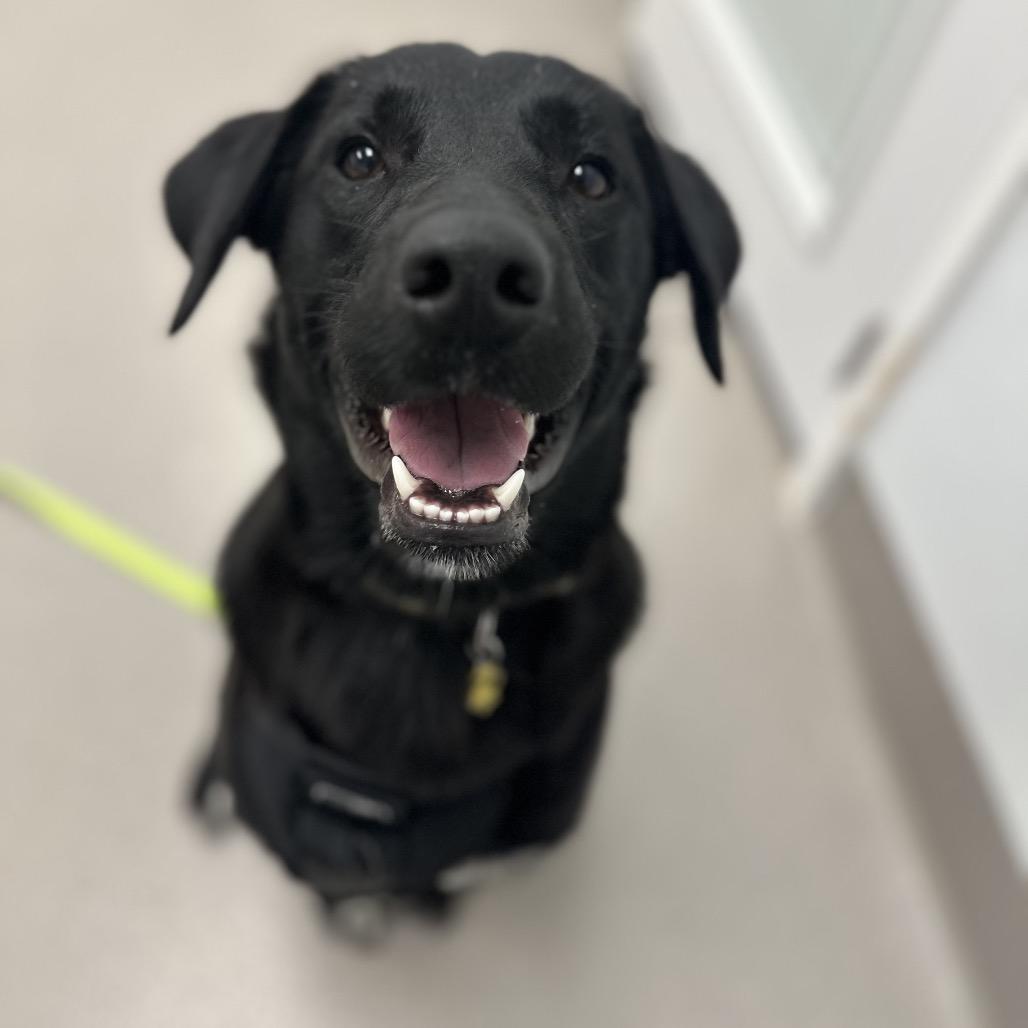 Enlarge Lois, a Adoptable mixed breed in Chesapeake, VA image 1/4