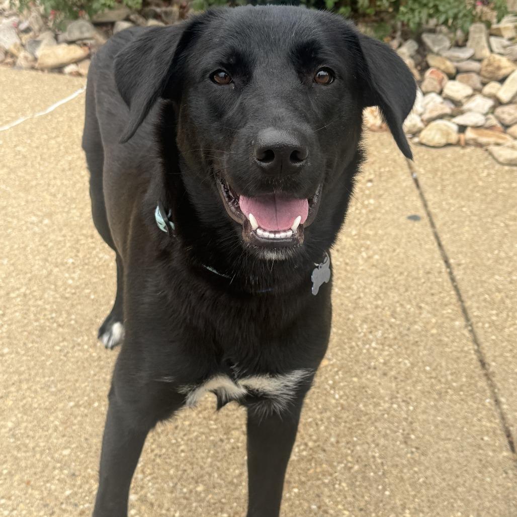 Enlarge Lois, a Adoptable mixed breed in Chesapeake, VA image 2/4