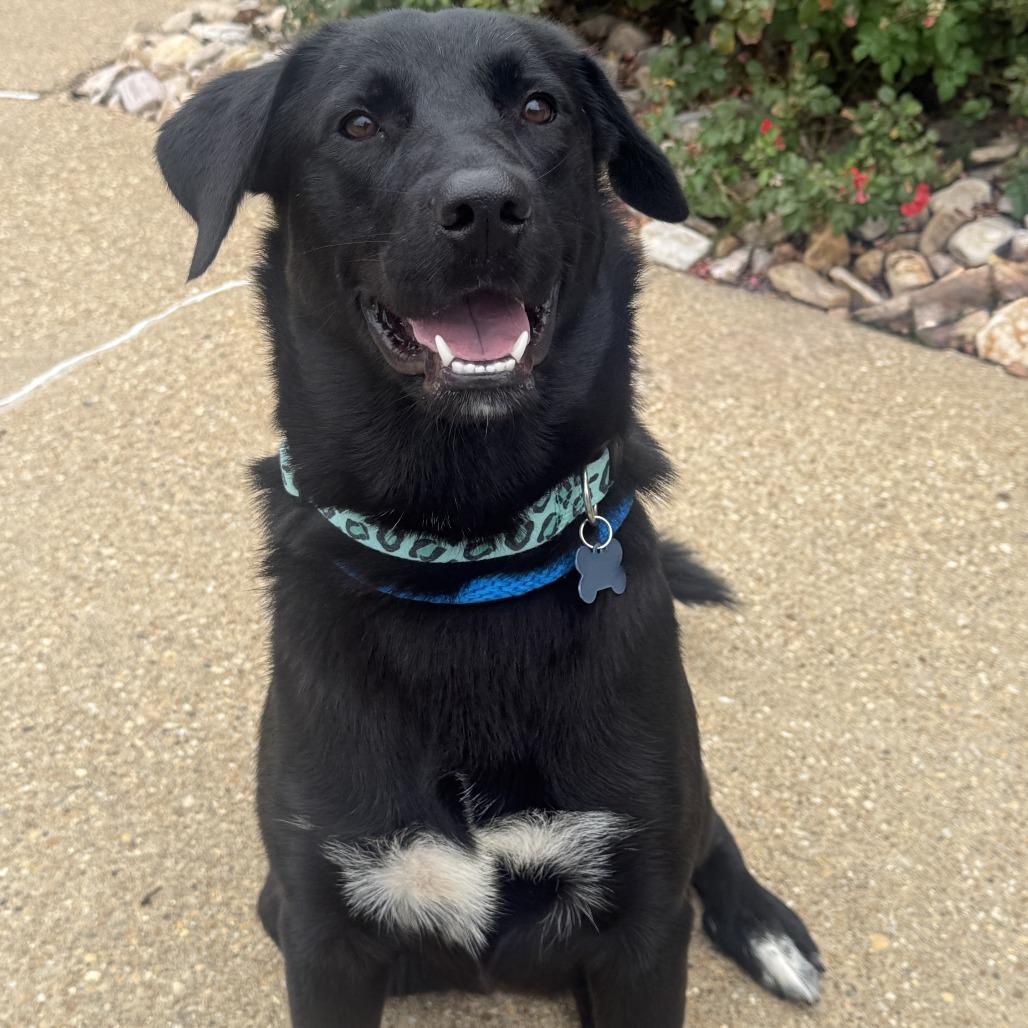 Enlarge Lois, a Adoptable mixed breed in Chesapeake, VA image 3/4
