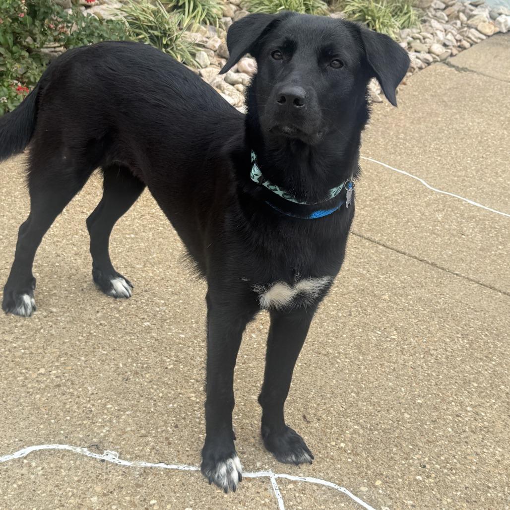 Enlarge Lois, a Adoptable mixed breed in Chesapeake, VA image 4/4
