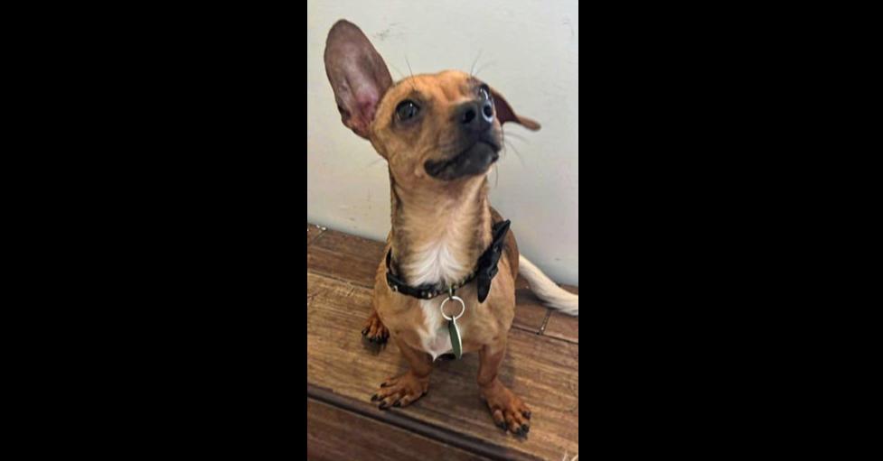 Enlarge KOBE, a Adoptable mixed breed in Walla Walla, WA image 1/5