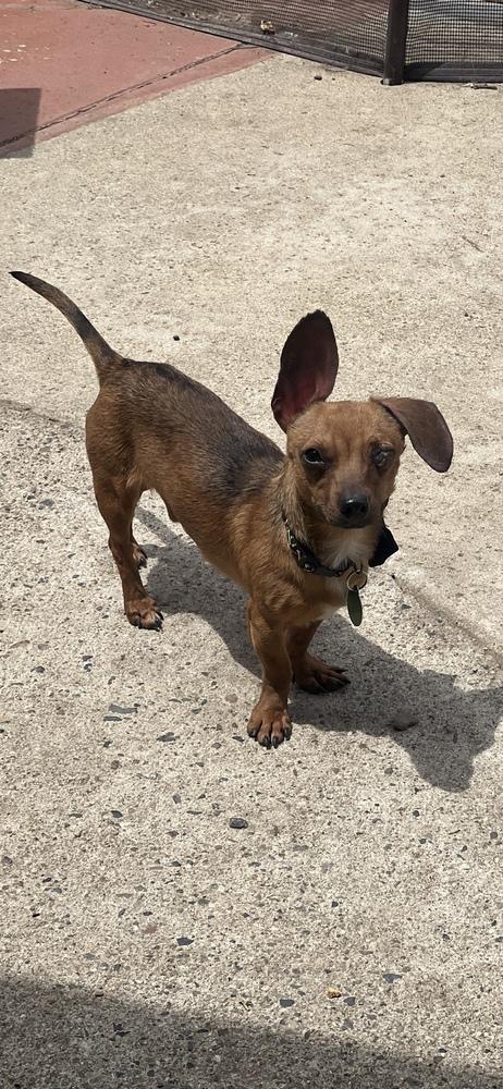 Enlarge KOBE, a Adoptable mixed breed in Walla Walla, WA image 5/5
