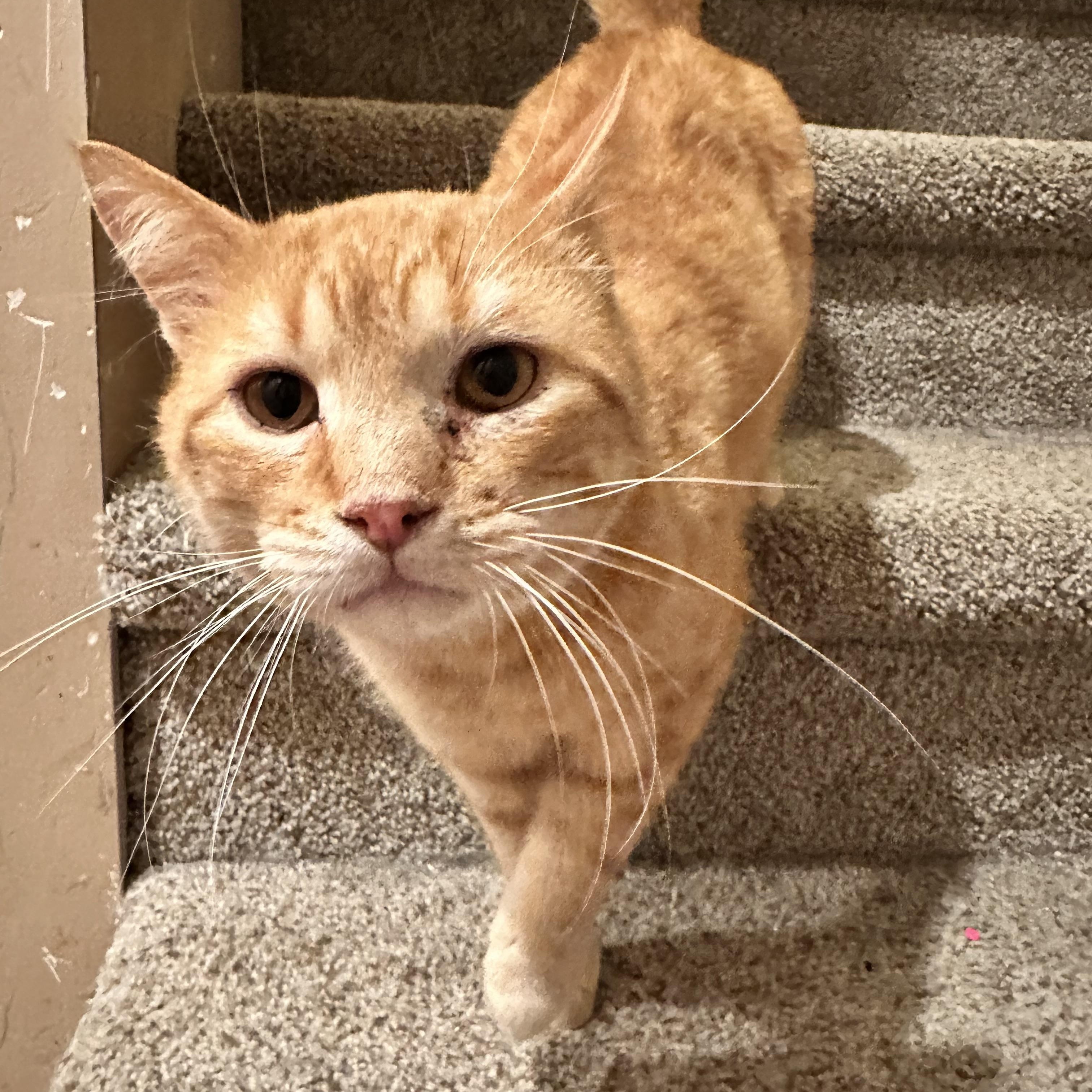 Henry, a ADOPTABLE Domestic Short Hair in East Lansing, MI image 2/2
