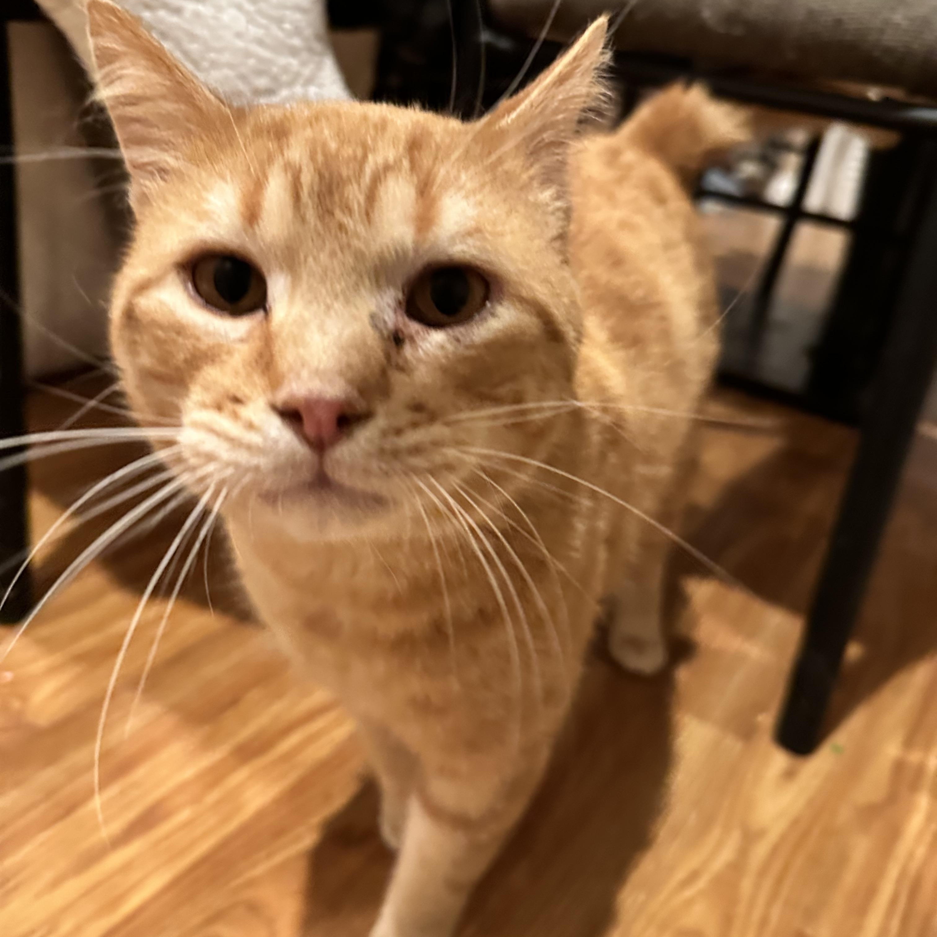 Henry, ADOPTABLE, Adult Male Domestic Short Hair.