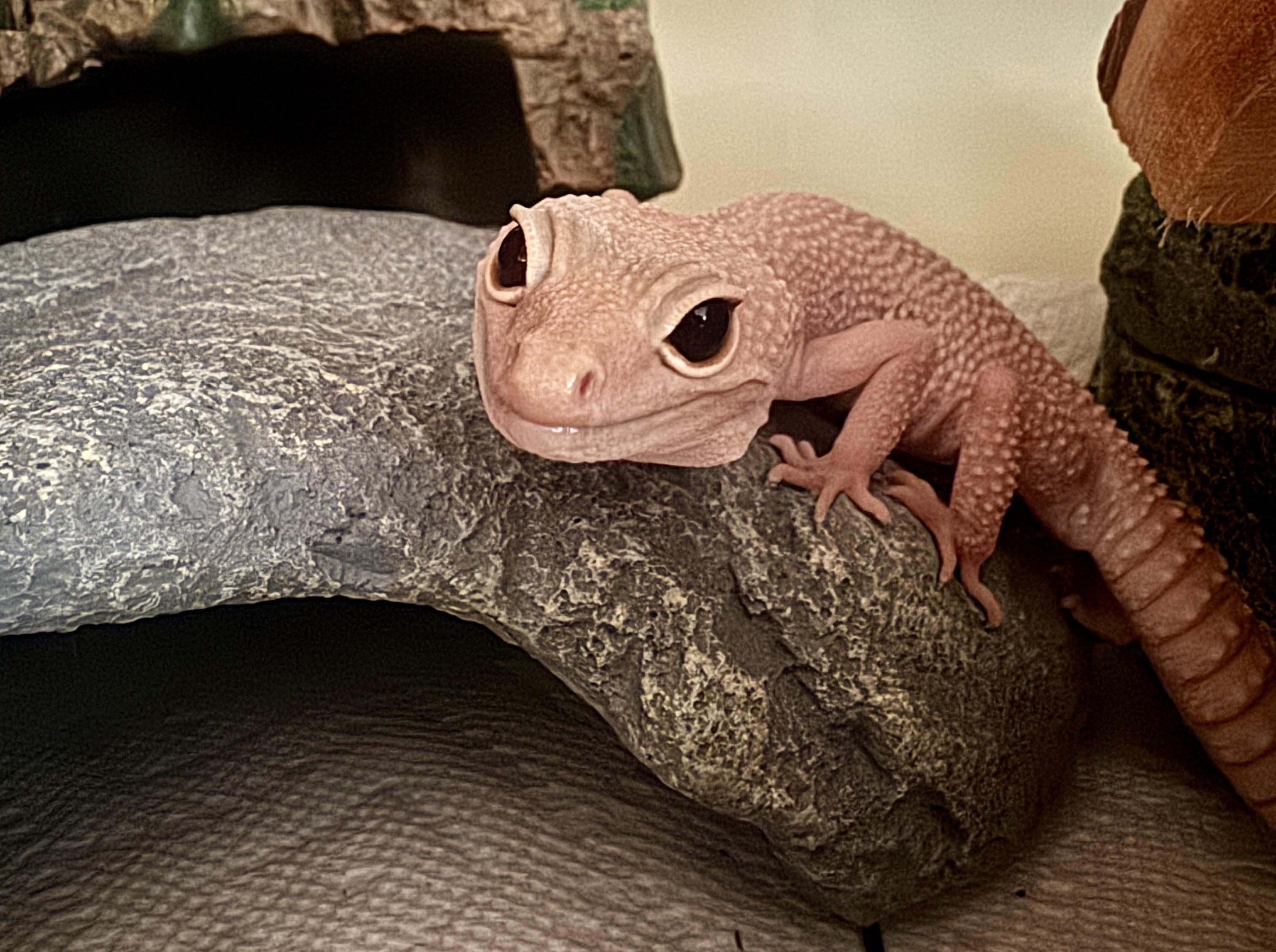 Enlarge Waffle, a ADOPTABLE Gecko in JACKSON, NJ image 1/1