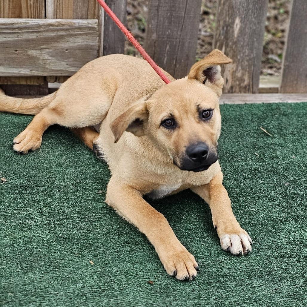 Candace, Adoptable, Young Female Mixed Breed.