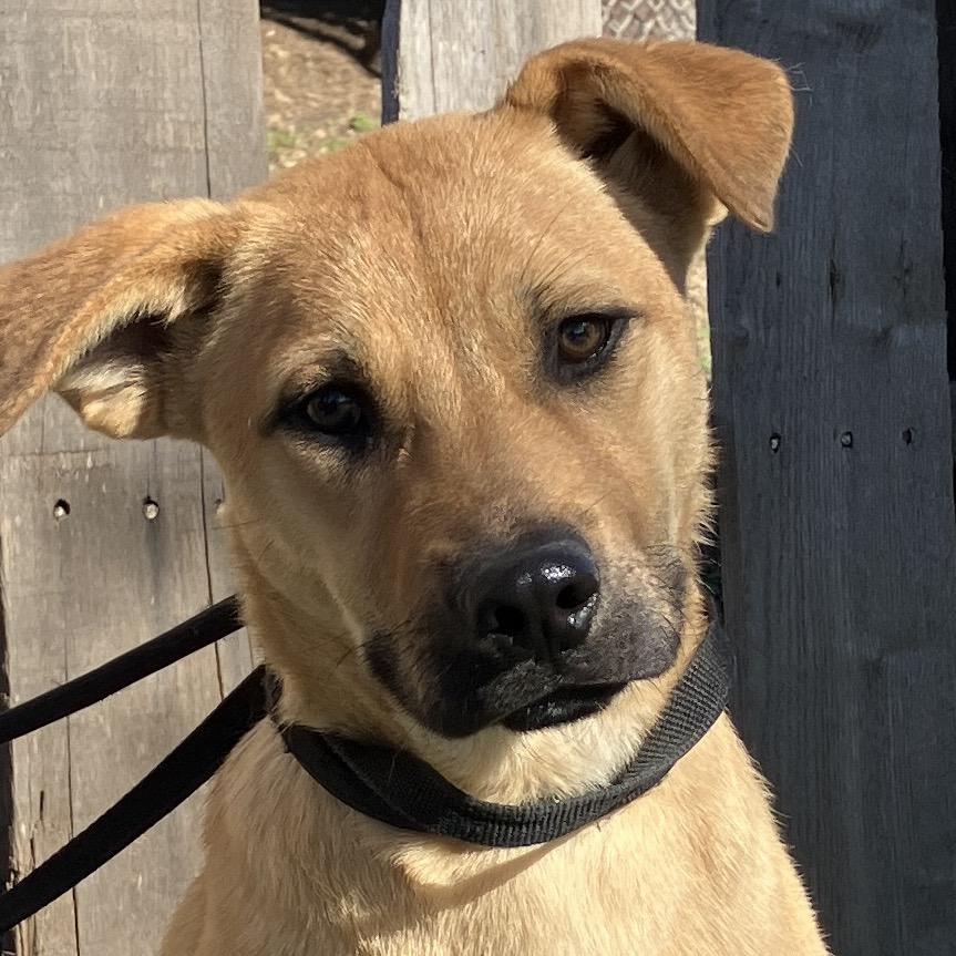 Enlarge Candace, a Adoptable Mixed Breed in Pulaski, TN image 2/2