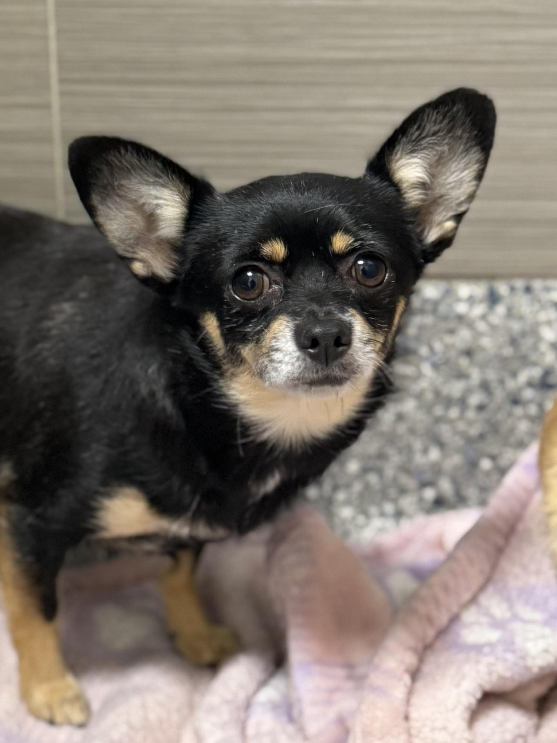 Rosey, a ADOPTABLE Chihuahua in Los Alamitos, CA image 2/6