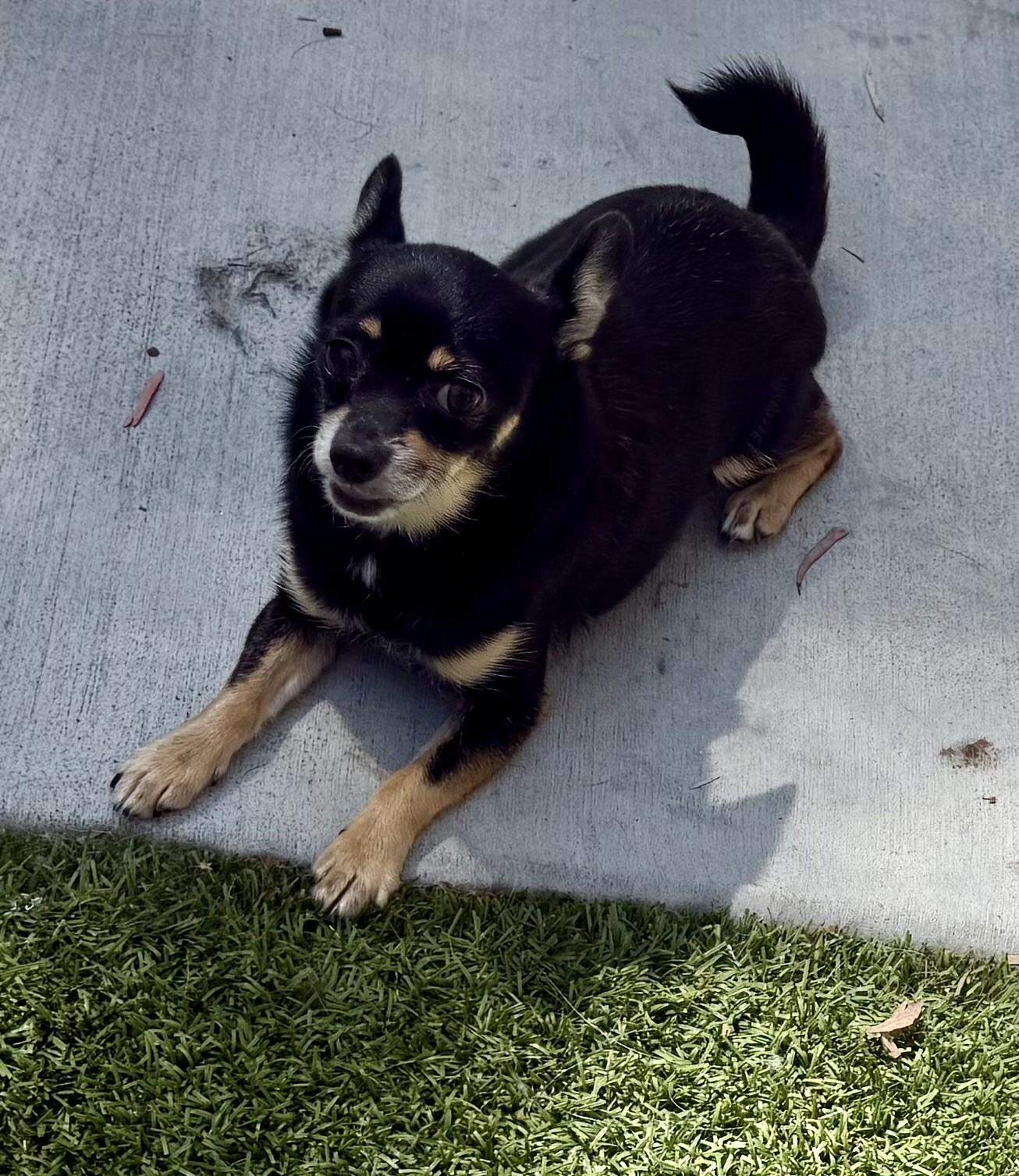 Rosey, a ADOPTABLE Chihuahua in Los Alamitos, CA image 6/6