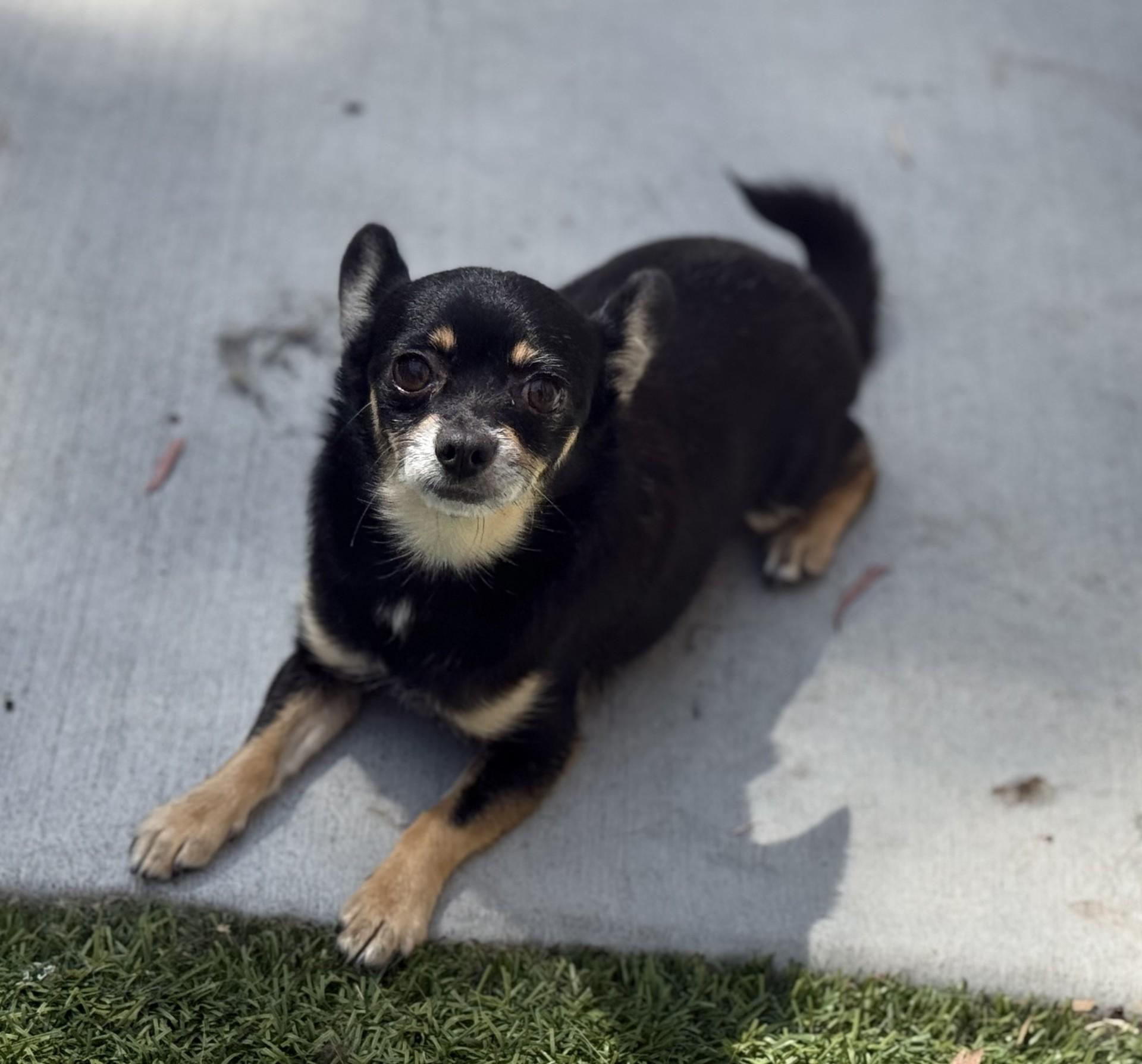 Rosey, ADOPTABLE, Adult Female Chihuahua.