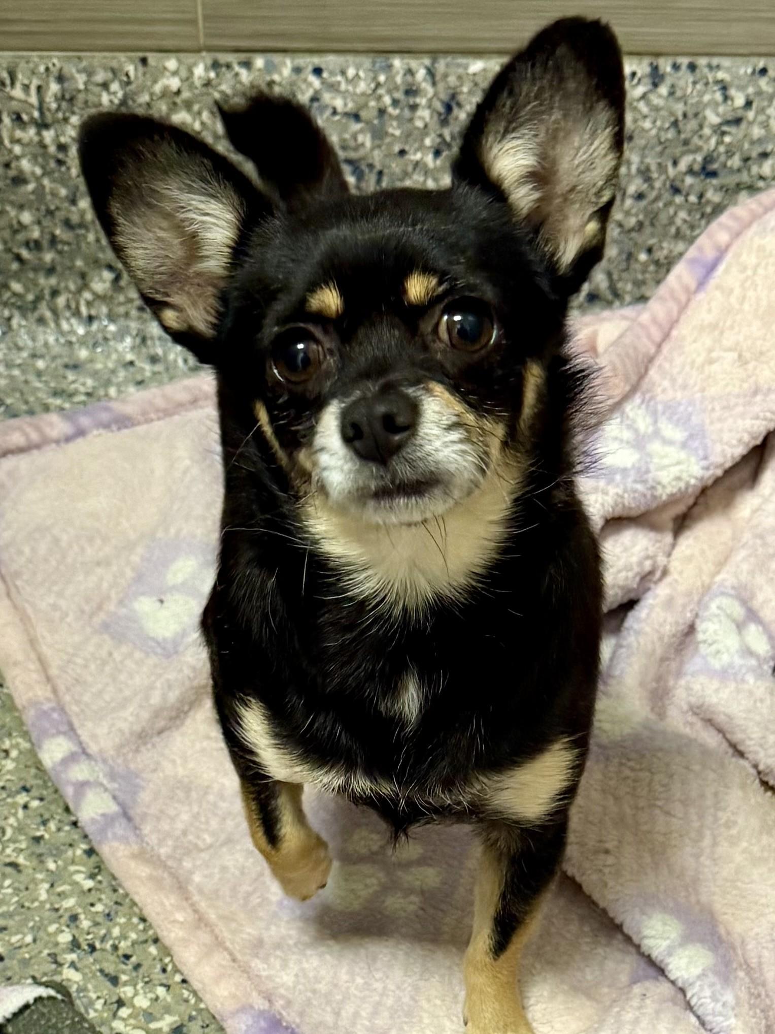 Rosey, a ADOPTABLE Chihuahua in Los Alamitos, CA image 3/6