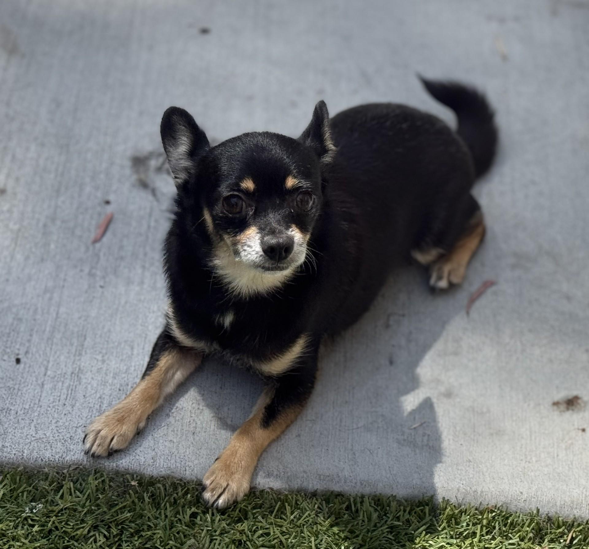 Rosey, a ADOPTABLE Chihuahua in Los Alamitos, CA image 5/6